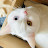 Cute Scottish Cat Glori