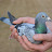 FRPC pigeons Jhang