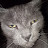 CatDragonWrangler