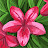 Meami Johnson Avatar