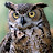 Sassy Owl