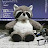 FluffyRaccoon