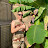Loïc Coffier Avatar