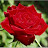 Алая Роза