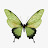 InFection Van Odnak