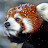 Red Panda