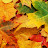 AutumnLeaves