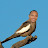 SkinUpMonkey Avatar