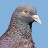 Agressive Pigeon