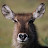 Waterbuck Avatar
