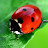 Lady BuG