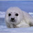 Small Seal