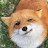 Fox *