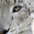 Snep1177