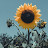 Ab Sunflower tv