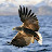 Seeadler