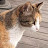 고양이