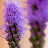 lavender world