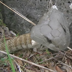 Thumbnail of related channel