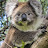 Koalas eat leaves