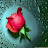 waseemahmed larik Avatar