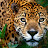 Kaibil Balam 71 Avatar