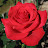Роза Роза