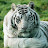 Bengal tiger