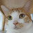 CutestCat InTheUniverse