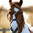 Horses Konno Blog