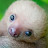 Slow Sloth Avatar