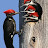 Woodpecker Peckswood