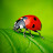 LadyBug Avatar
