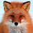 Rufous_Fox