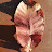 WilloW Avatar