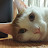 Sleep-nyan The cat