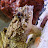 My Toadfish Avatar