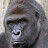 Harambe, The Gorilla in Heaven