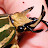 Raymond Avatar