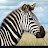 Woah Zebra