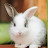 Rabbit Girlz Avatar