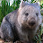 Jules Wombat