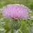 Wavyleaf Thistle