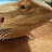 Bearded Dragon