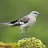 Mockingbird