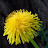 Last Dandelion