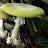 Amanita Virosa