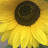 sunflowerskies3939-