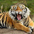 Тигр Тигр