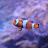Reef & Livebearer Aquatics Avatar